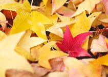 15 November 2015 - Fall Leaves.jpg