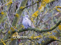 DSC_0831crop.jpg