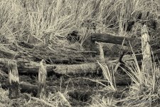 D71_7449-Edit-2.jpg