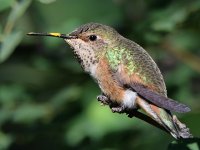 Hummer10.jpg