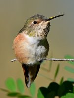 Hummer18.jpg