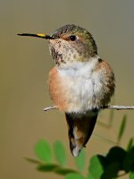Hummer17.jpg