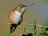 Hummer11.jpg