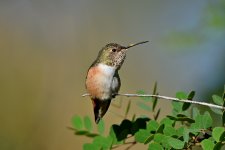Hummer23.jpg