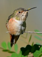 Hummer16.jpg