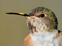 Hummer22.jpg