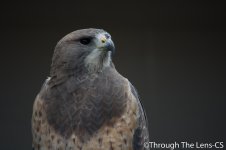 DSC_0667.jpg
