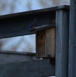 bluebird 2.jpg