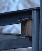 bluebird.jpg