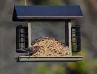finch.jpg