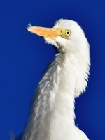 Egret2.jpg