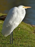 Egret3.jpg
