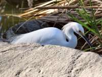 Egret9.jpg