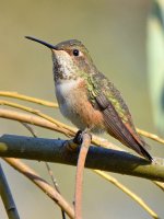 Hummer3.jpg