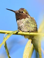 Hummer12.jpg