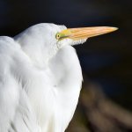 Egret4.jpg