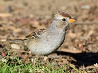Sparrow12.jpg