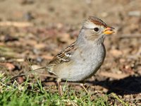 Sparrow9.jpg