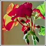 DSCN0338.jpg