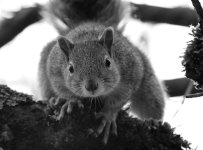 Squirrel staring.jpg