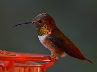 Hummer7.jpg