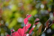 DSC_0711.jpg
