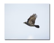 DSC_1016.jpg