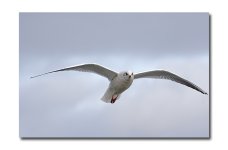 DSC_1107.jpg