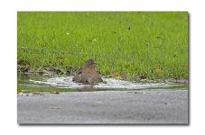 DSC_1134.jpg