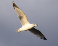 MorningGulls-5.jpg