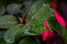 DSC_6526.jpg