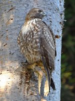 CoopersHawk5.jpg