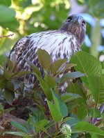 CoopersHawk8.jpg