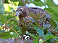 CoopersHawk11.jpg