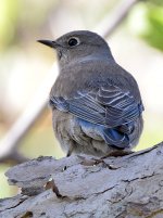 Bluebird.jpg
