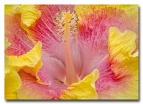 flower-red-yellow-2.jpg