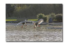 DSC_1252.jpg