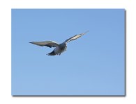 DSC_1293.jpg