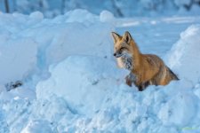 IVA_9177-Edit.jpg