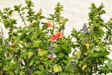 DSC_1102.jpg