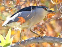 BlackHeron4.jpg