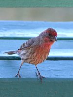 Finch.jpg