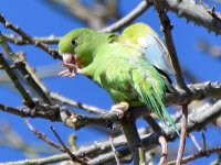 Parrot.jpg