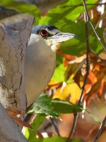 BlackHeron5.jpg