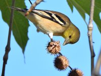 Finch4.jpg