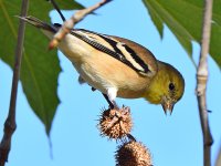 Finch3.jpg