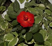 _DSC0627.jpg