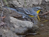 YellowRumpWarbler13.jpg