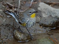 YellowRumpWarbler8.jpg