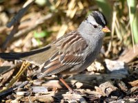 Sparrow5.jpg